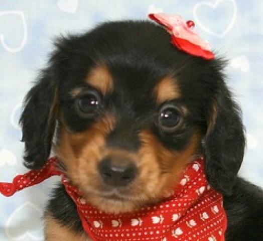 ミニチュアダックスフンド