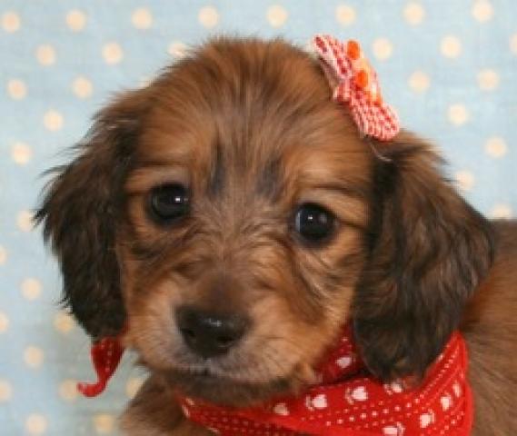 ミニチュアダックスフンド