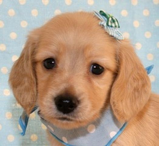 ミニチュアダックスフンド