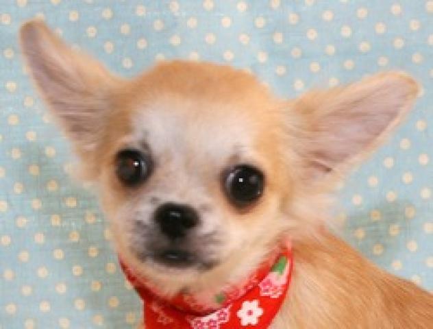 チワワ(ロングコート)