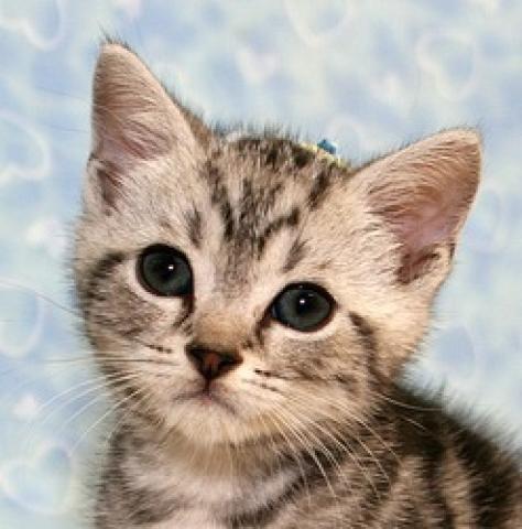 アメリカンショートヘアー