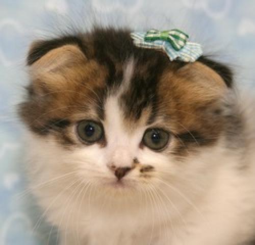 スコティッシュフォールド