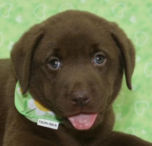 ラブラドールレトリーバー