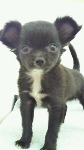 チワワ（ロングコート）