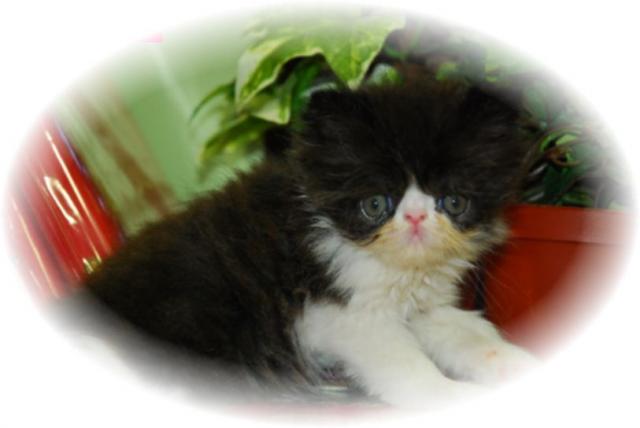 ペルシャ・ヒマラヤン