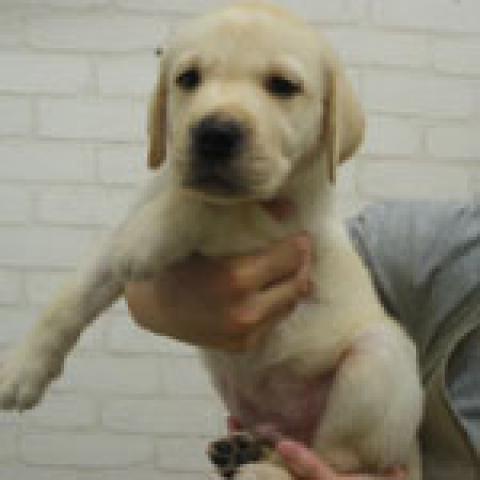 ラブラドールレトリーバー