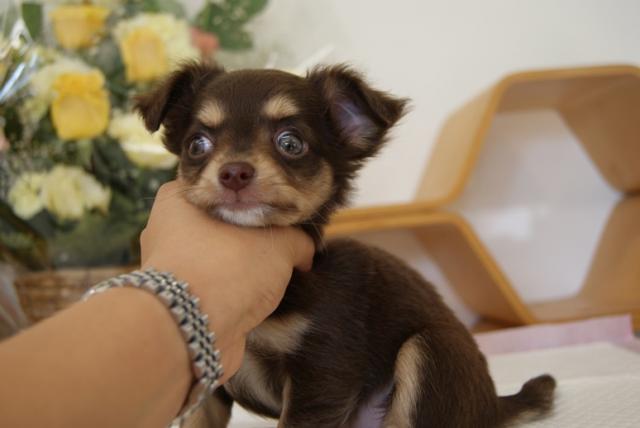 チワワ（ロングコート）