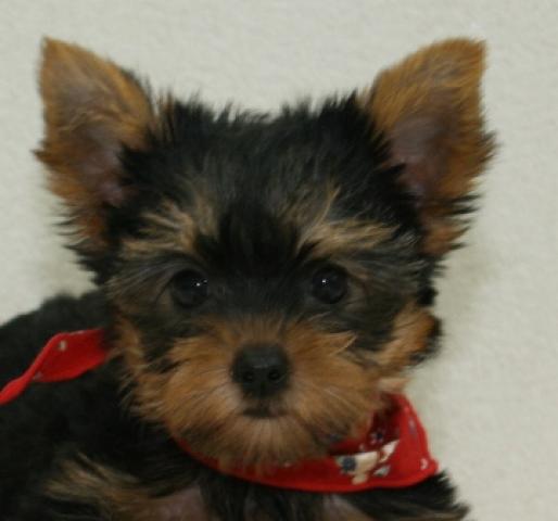 ヨークシャーテリア