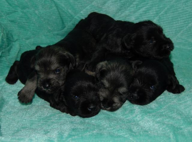 ミニチュアシュナウザー