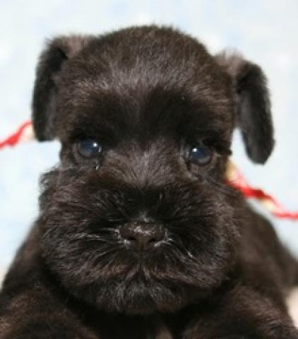 ミニチュアシュナウザー