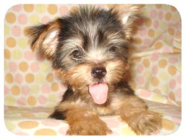 ヨークシャーテリア