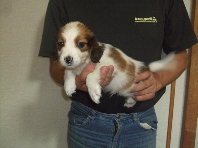 コイケルホンディエ