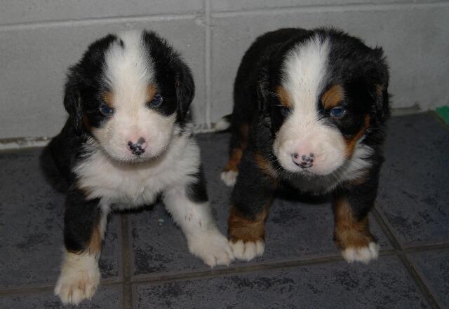 バーニーズマウンテンドッグ