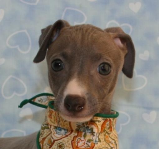 イタリアングレーハウンド