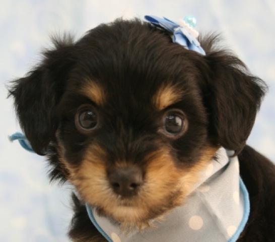 MIXトイプードル×チワワ