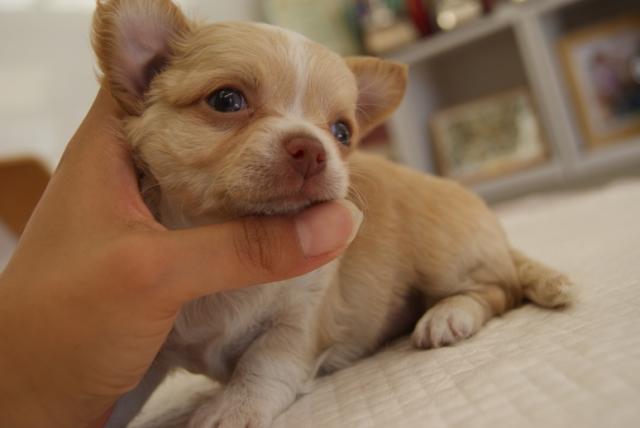 チワワ（ロングコート）