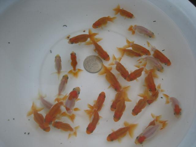 宇野系らんちゅう