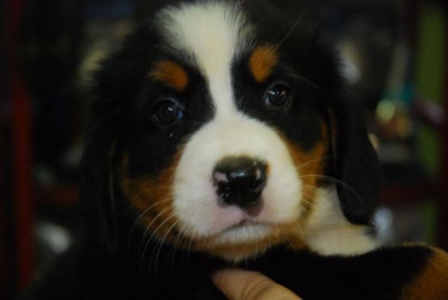 バーニーズマウンテンドッグ