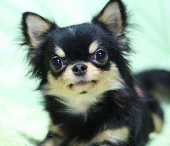 チワワ(ロングコート)