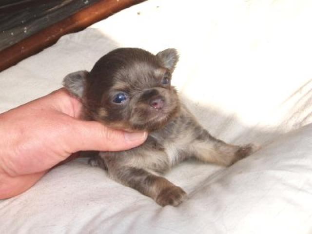 チワワ(ロングコート)