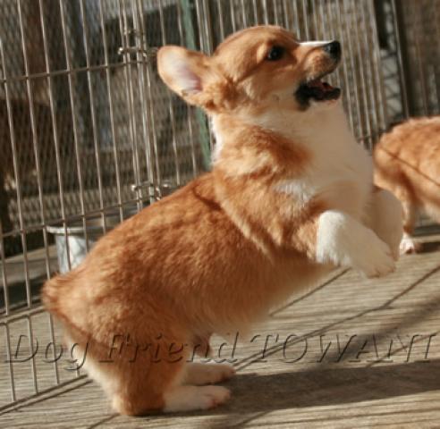 ウェルシュコーギーペンブローク