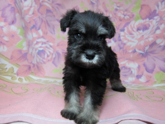 ミニチュアシュナウザー