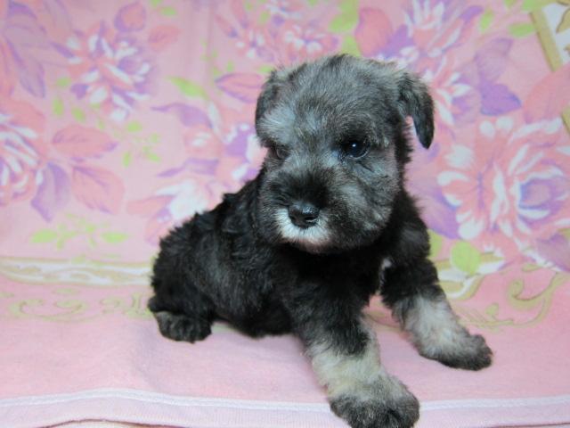 ミニチュアシュナウザー