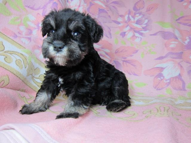 ミニチュアシュナウザー