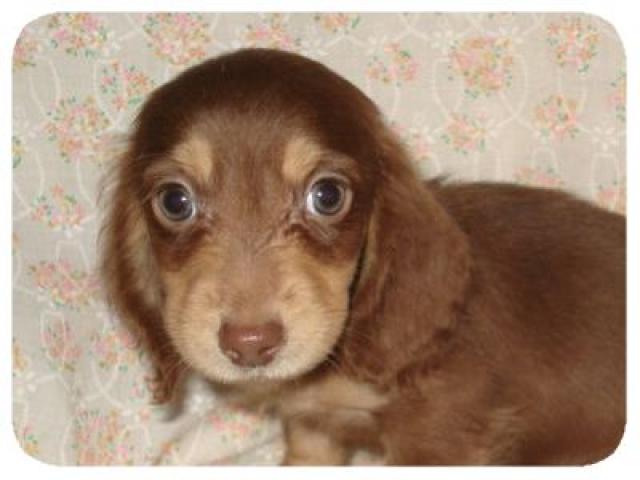 ミニチュアダックスフンド