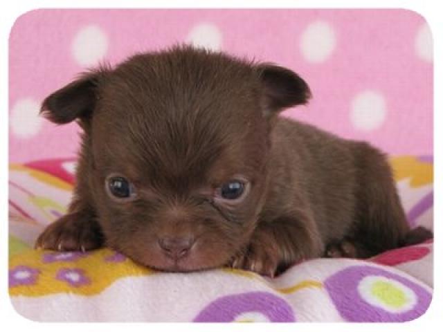 チワワ（ロングコート）