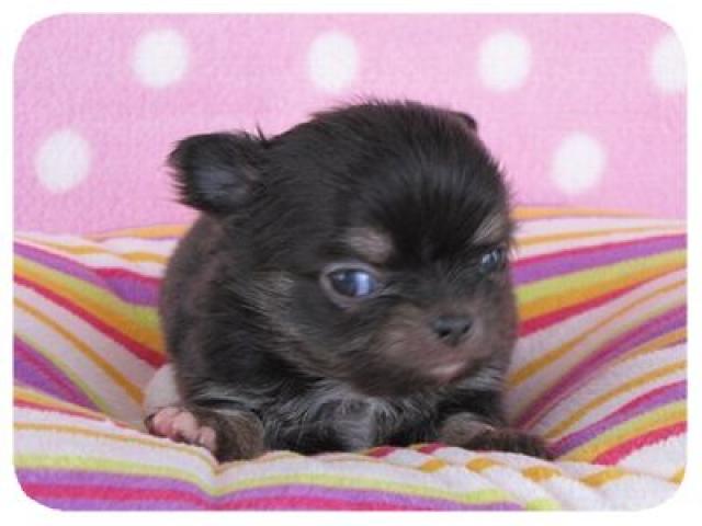 チワワ(ロングコート)