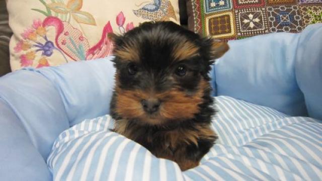 ヨークシャーテリア