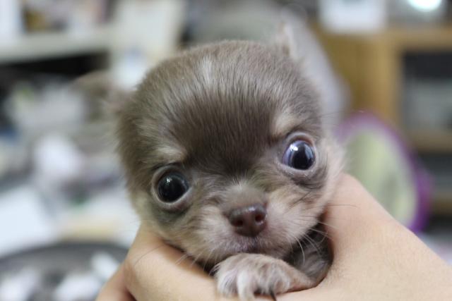 チワワ(ロングコート)