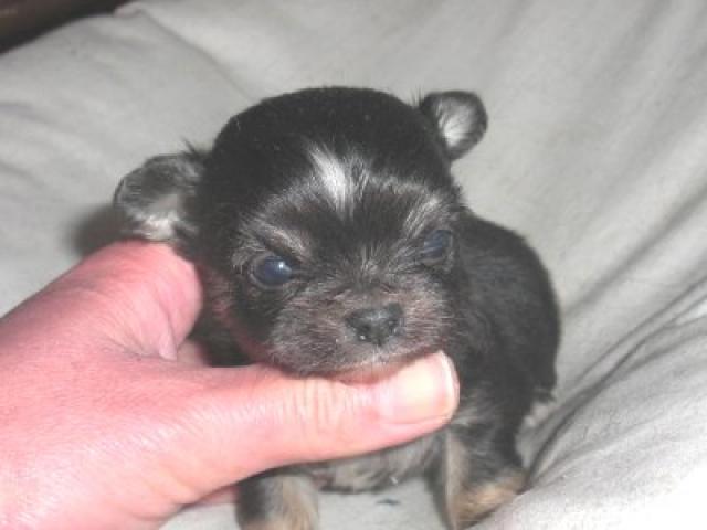 チワワ(ロングコート)