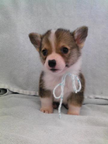 ウェルシュコーギーペンブローク