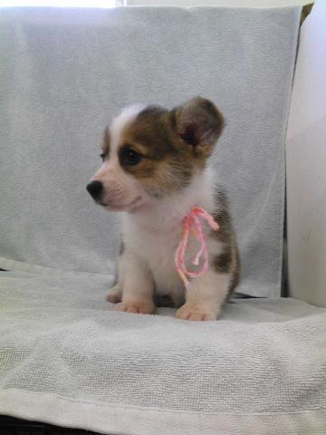 ウェルシュコーギーペンブローク