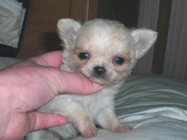 チワワ（ロングコート）