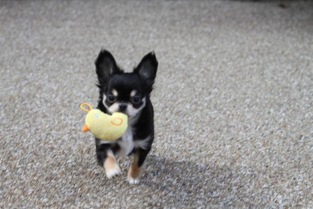 チワワ（ロングコート）