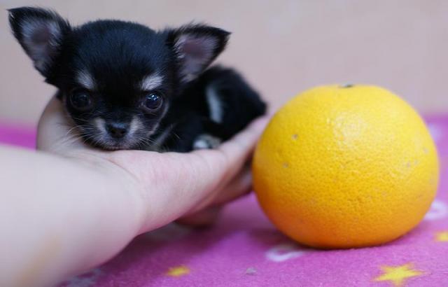 チワワ（ロングコート）