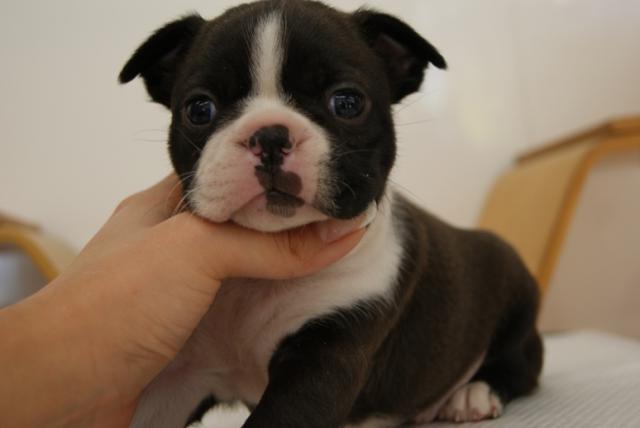 ボストンテリア