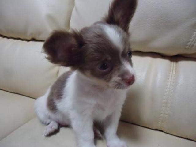 チワワ(ロングコート)