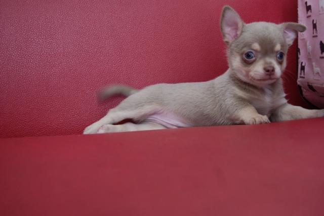 チワワ（スムースコート）