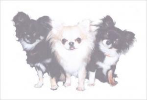 Sweet Tiny Wan犬舎