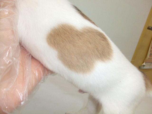 ジャックラッセルテリア