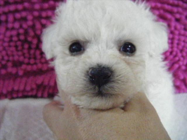 ビションフリーゼ