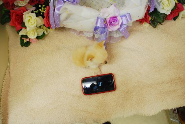 チワワ（ロングコート）