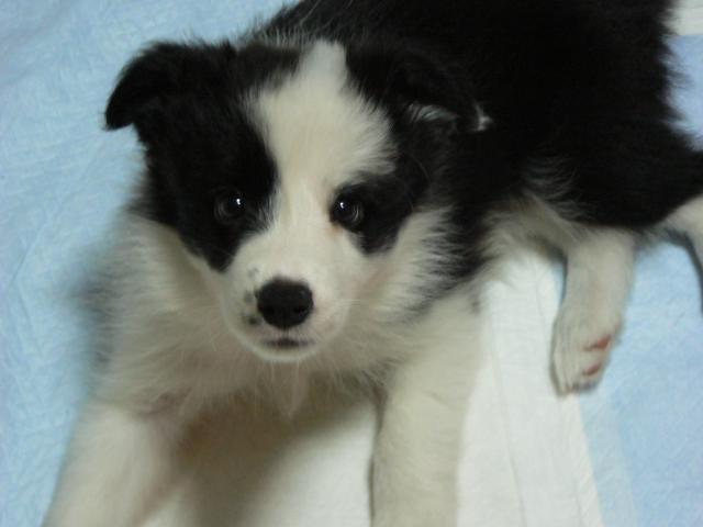 ボーダーコリー