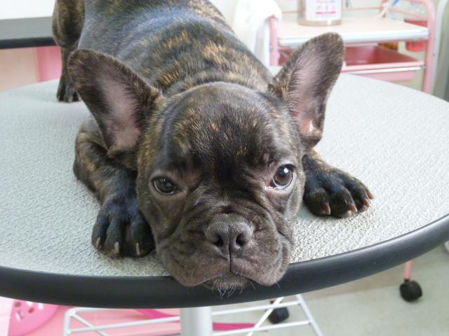 フレンチブルドッグ