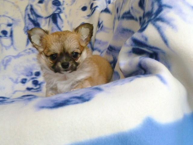 チワワ（ロングコート）