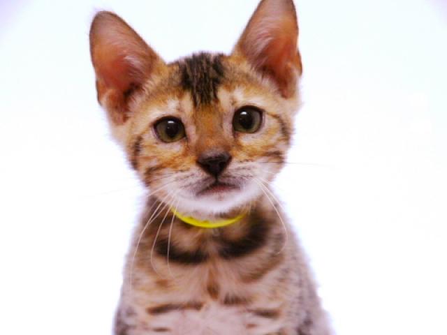 ベンガルブラウン・スポット（ロゼット）